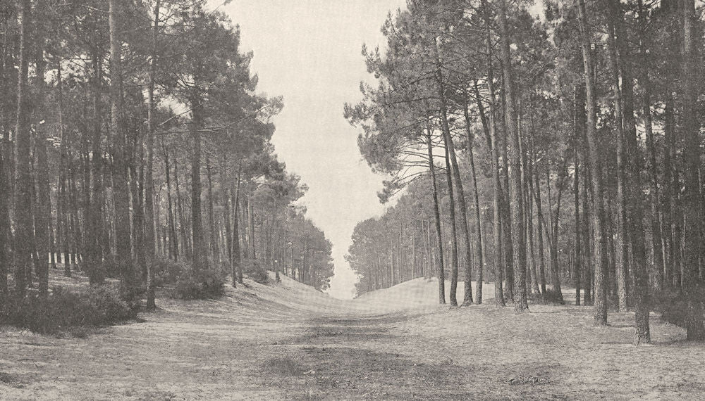 GIRONDE. Arcachon. Boisement des Dunes 1900 old antique vintage print picture